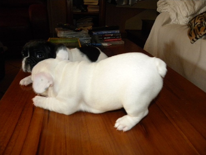 JASPER S'AMUSE