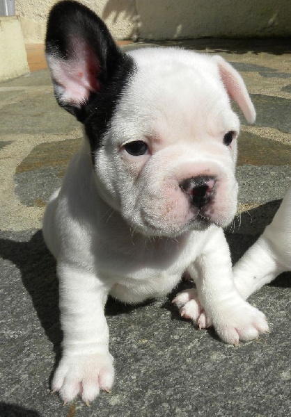 Jasper la peluche des neiges