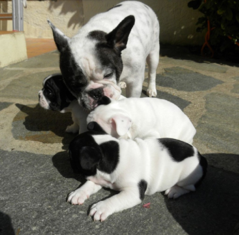 les bébés à 6 semaines
